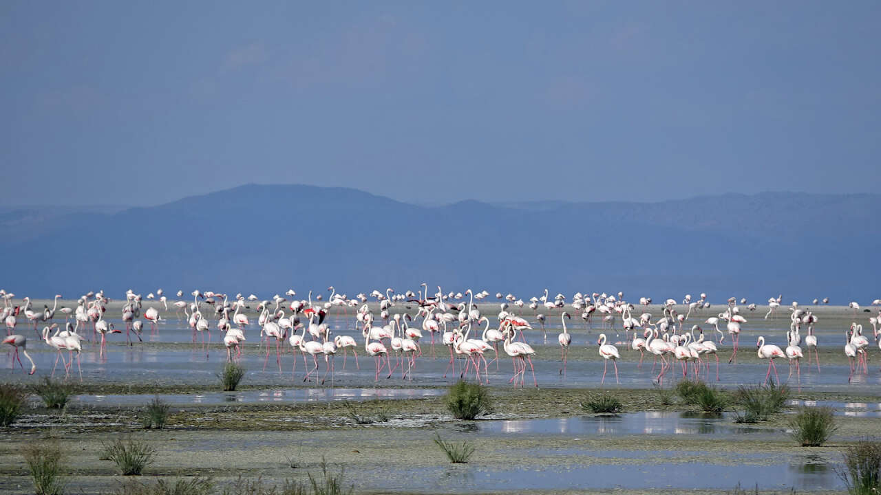 Konya’nın flamingo cennetinde hayat yeniden başladı! 5 bin yavru dünyaya geldi 3